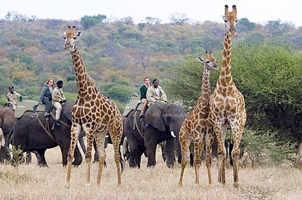 Elephant Safari