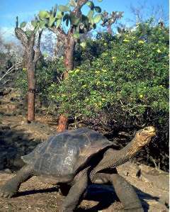 Galapagos Tortise