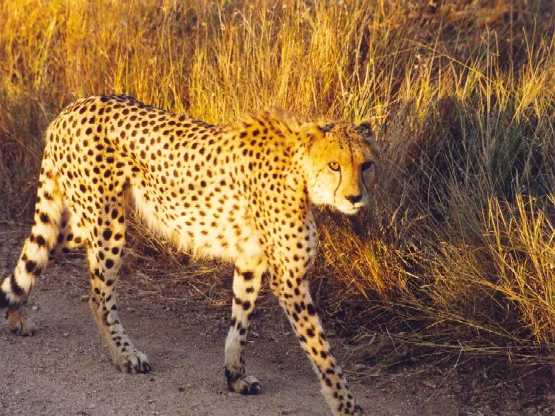 Leopard