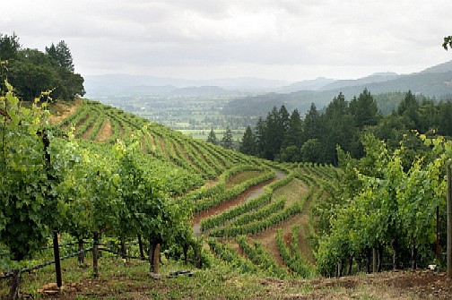 Napa