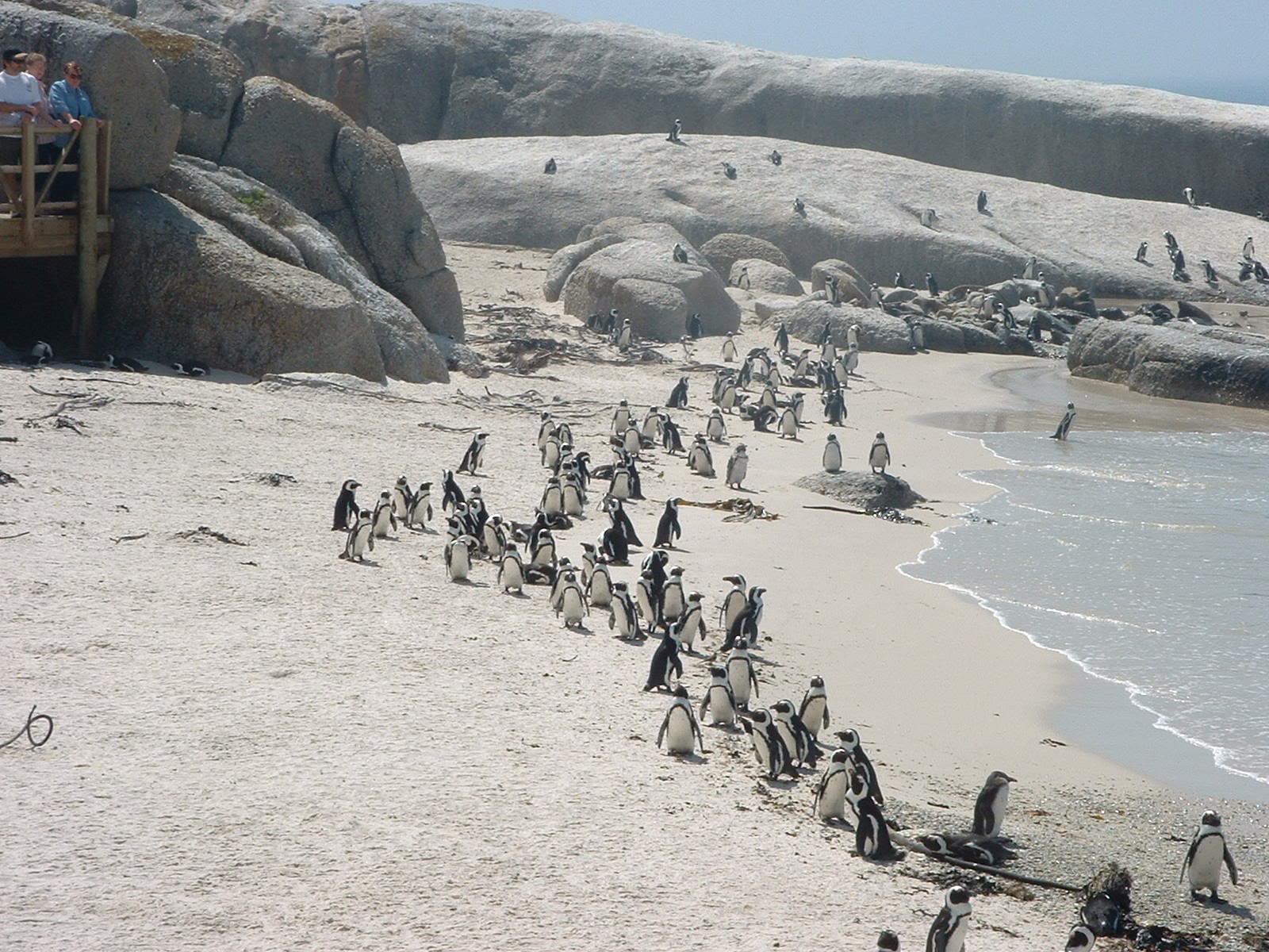 Boulder Beach Penquins