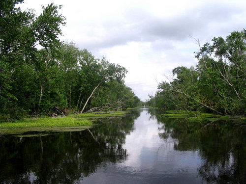 Swamp