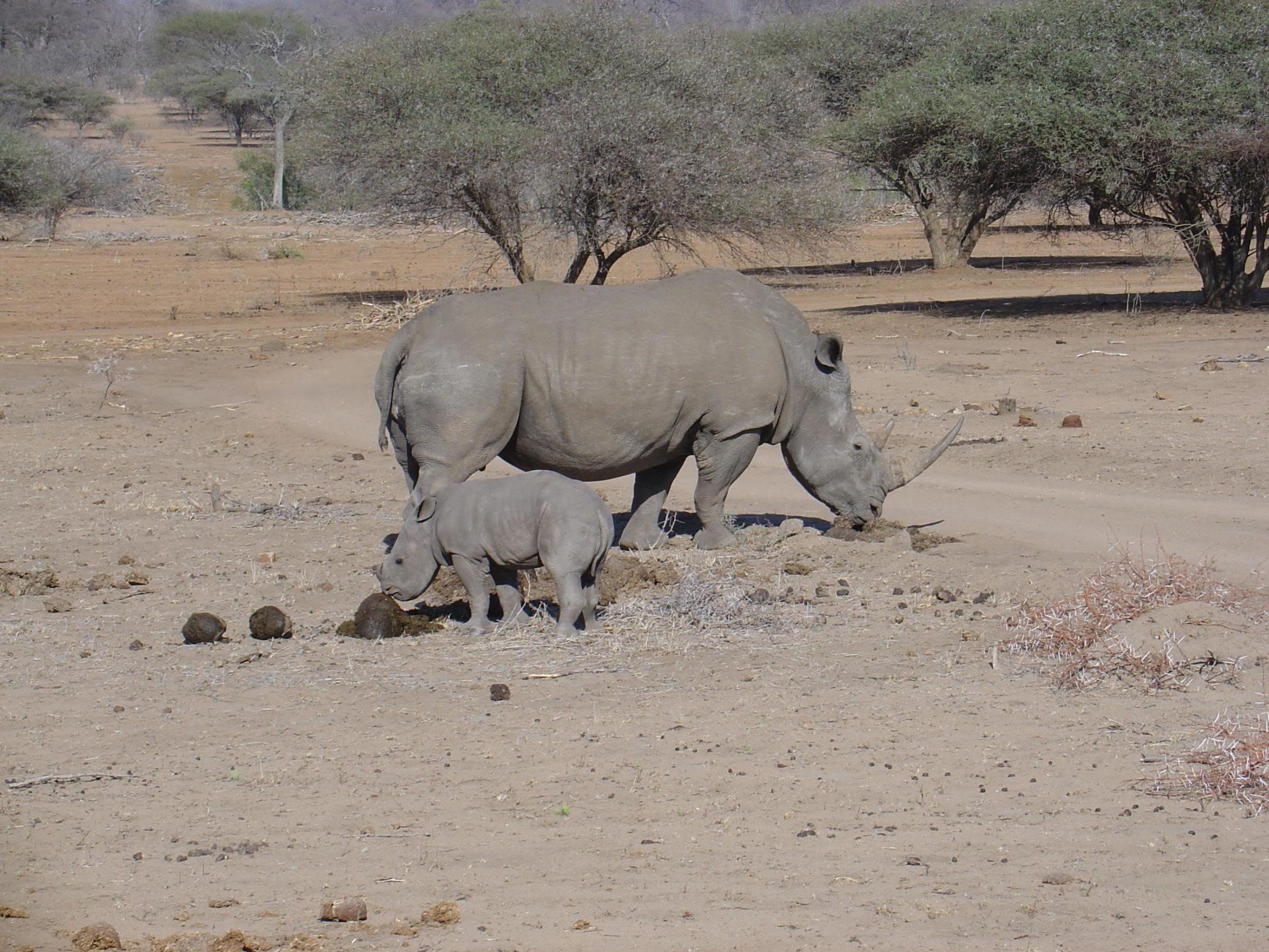 Hippos