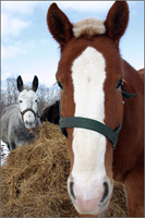 Horseback Riding